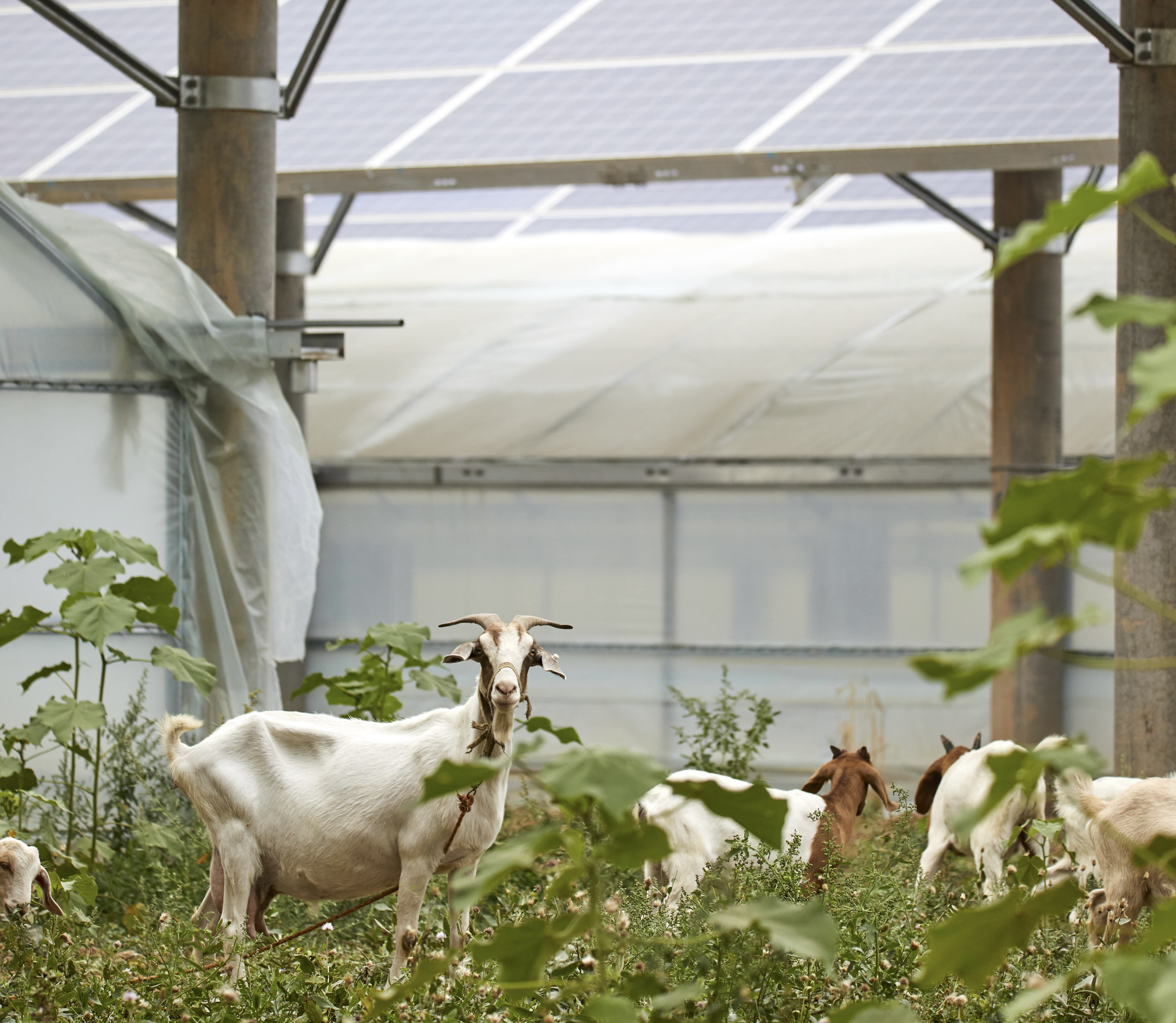 Aerial view of solar panels